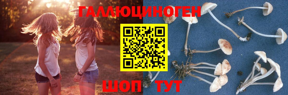 Псилоцибиновые грибы GOLDEN TEACHER  Вход с VPN  Черногорск 